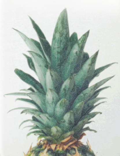 Capa iPhone e Samsung Multicor