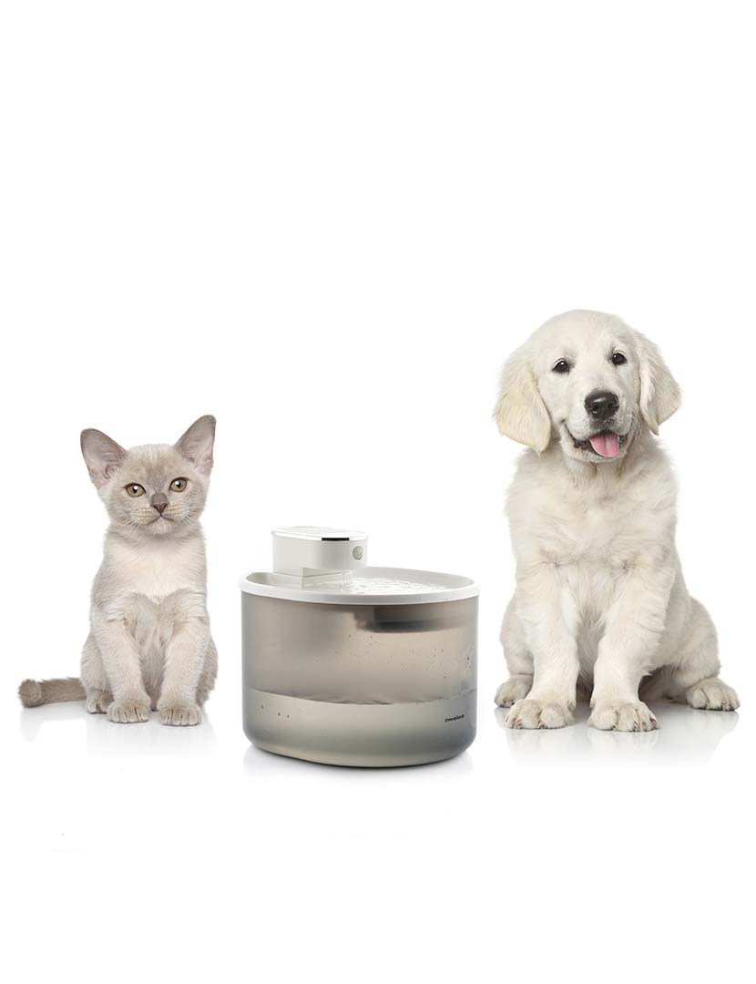 Fonte Gatos Sensor Refopet 