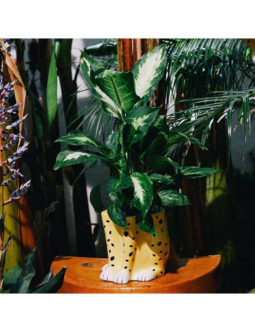 Vaso Urban Jungle Chita